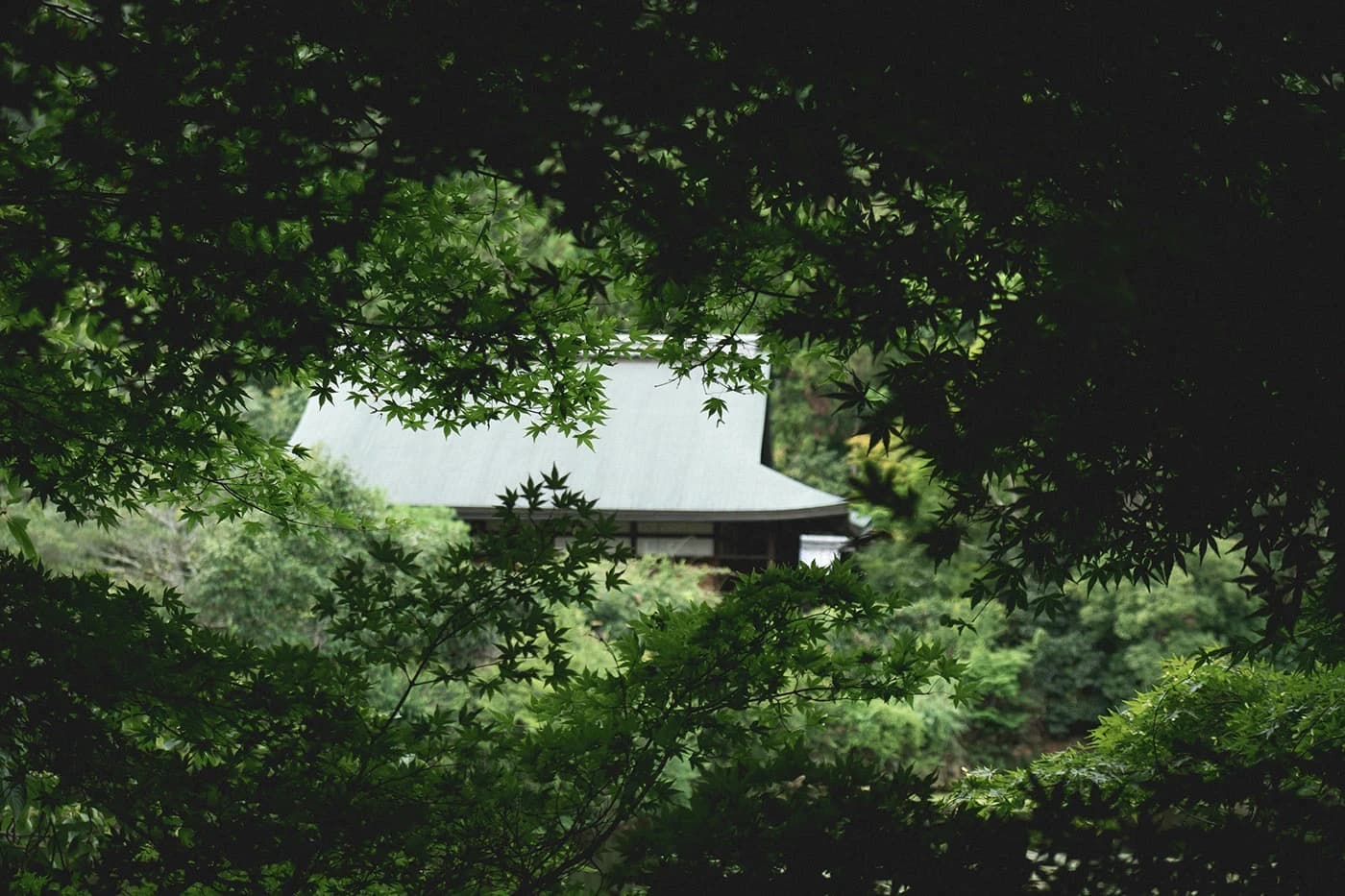 Chanoyu — image 1